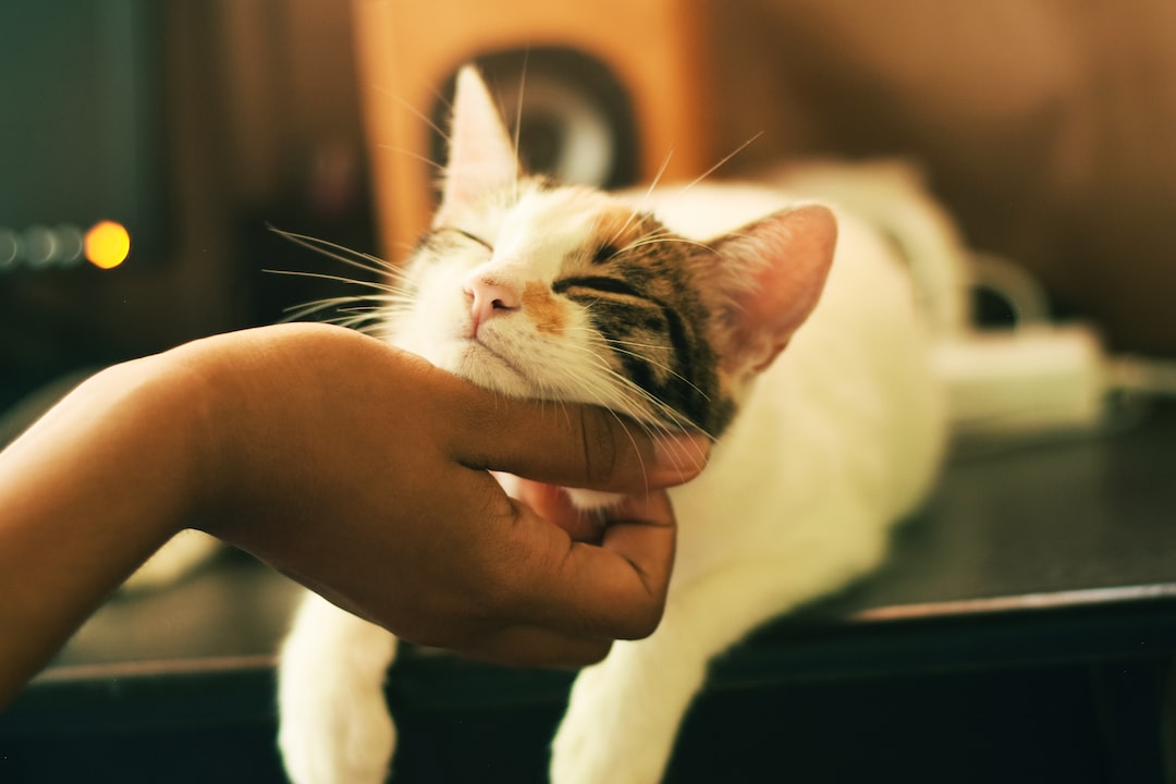 Подарки любителю котиков: 20 идей для оригинальных презентов